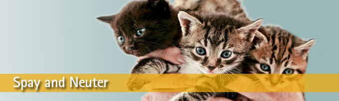 Campaign cover image for Sept 17th (Tuesday) Spay/Neuter Clinic