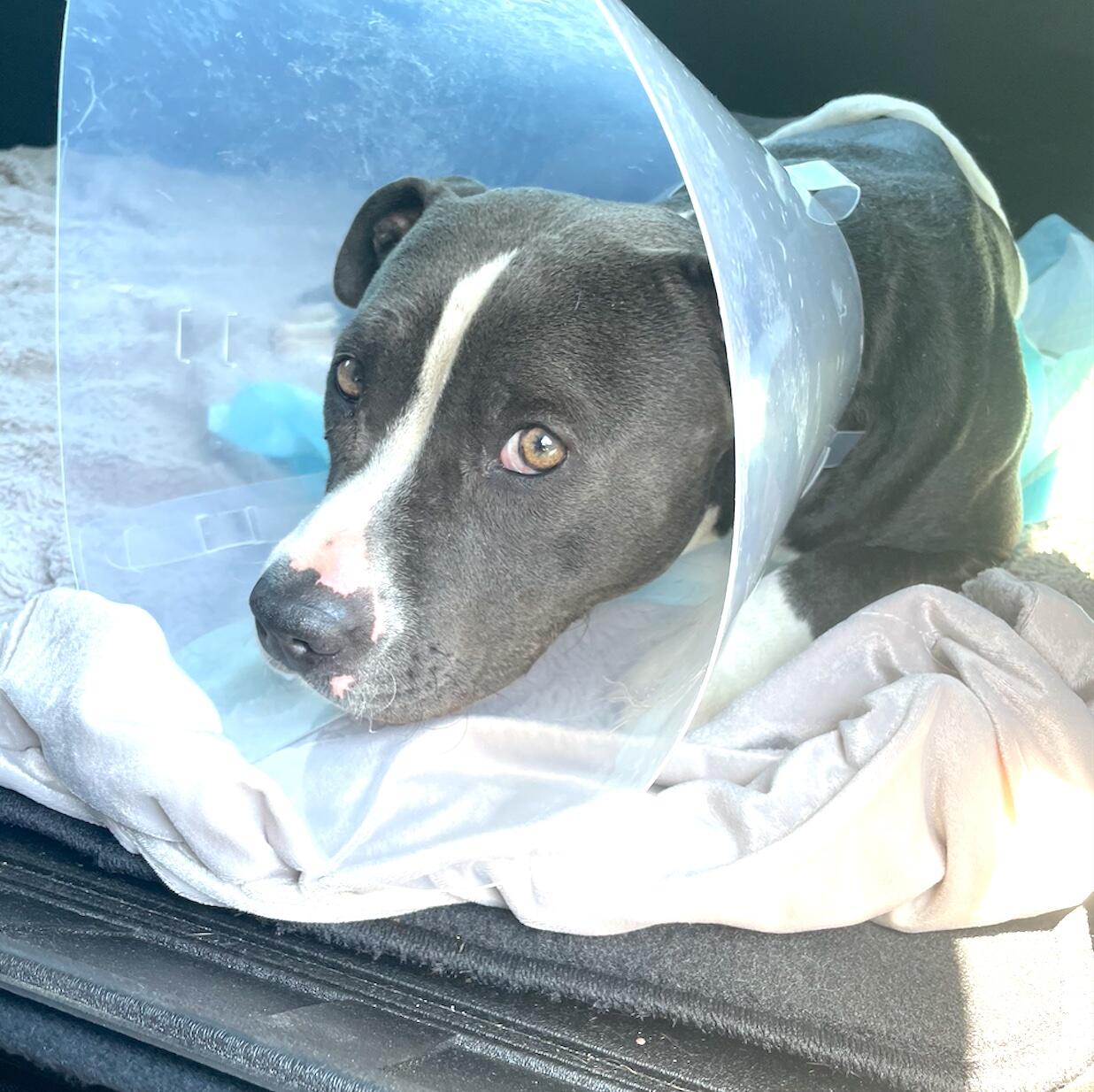 Campaign cover image for PARVO SURVIVOR BRAD NEEDS ONGOING HELP!