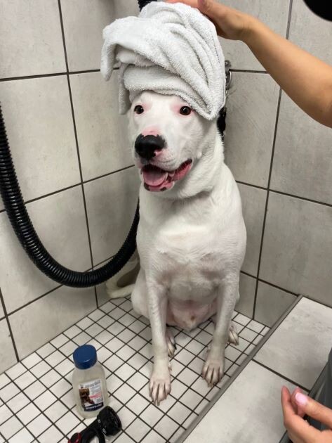 Campaign cover image for Passion for Pitties-Bonita Shelter Dog Wash Fundraiser