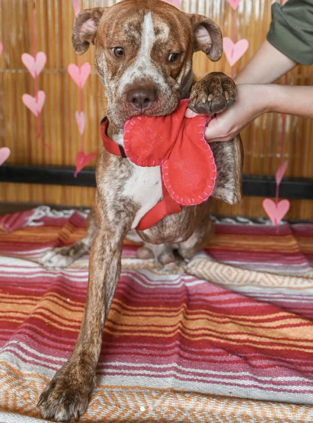 Campaign cover image for Austin Bulldog Rescue Speed Dating Fundraiser with Zilker Brewing Co!