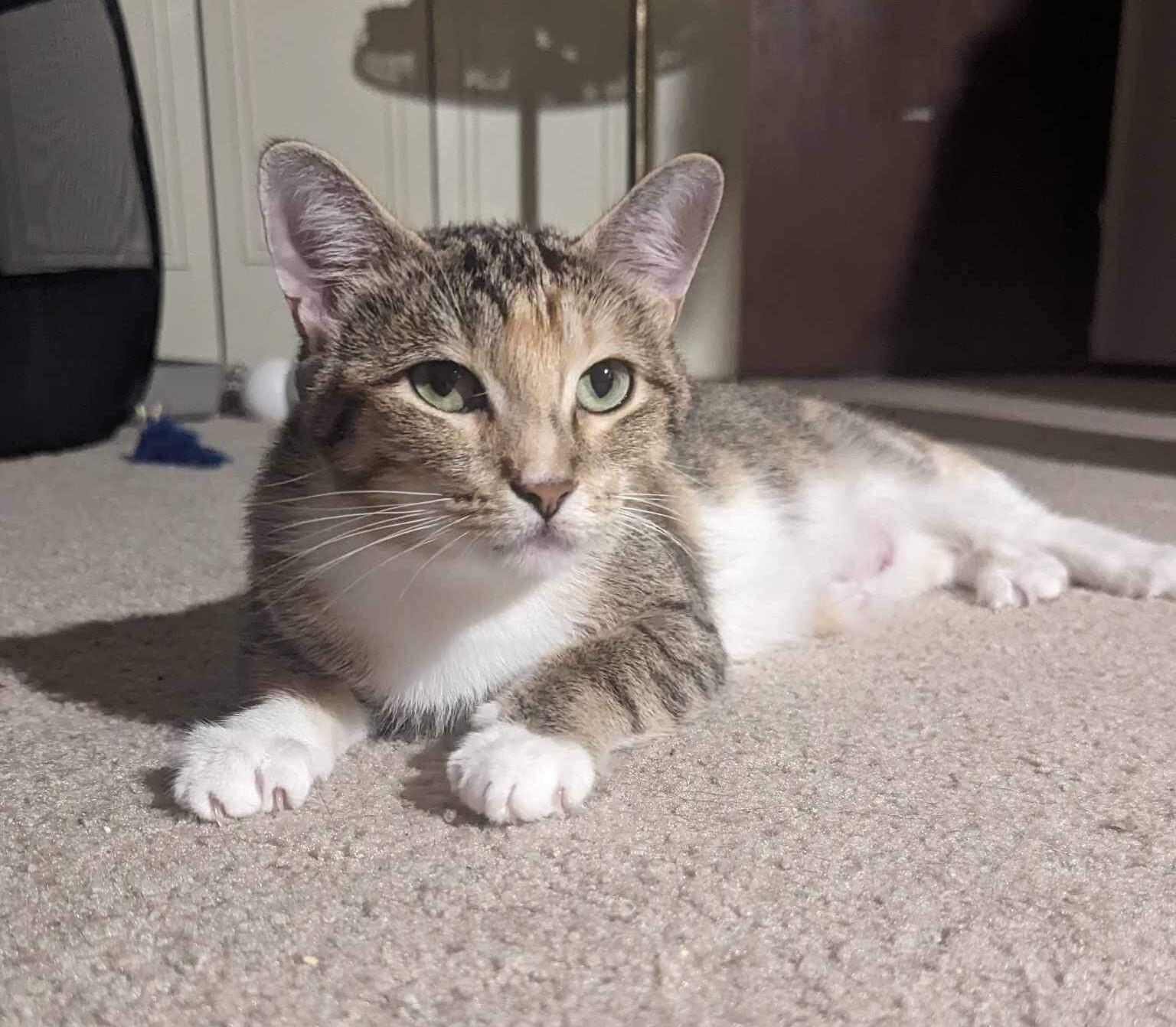 Campaign cover image for Giving Tuesday 2025