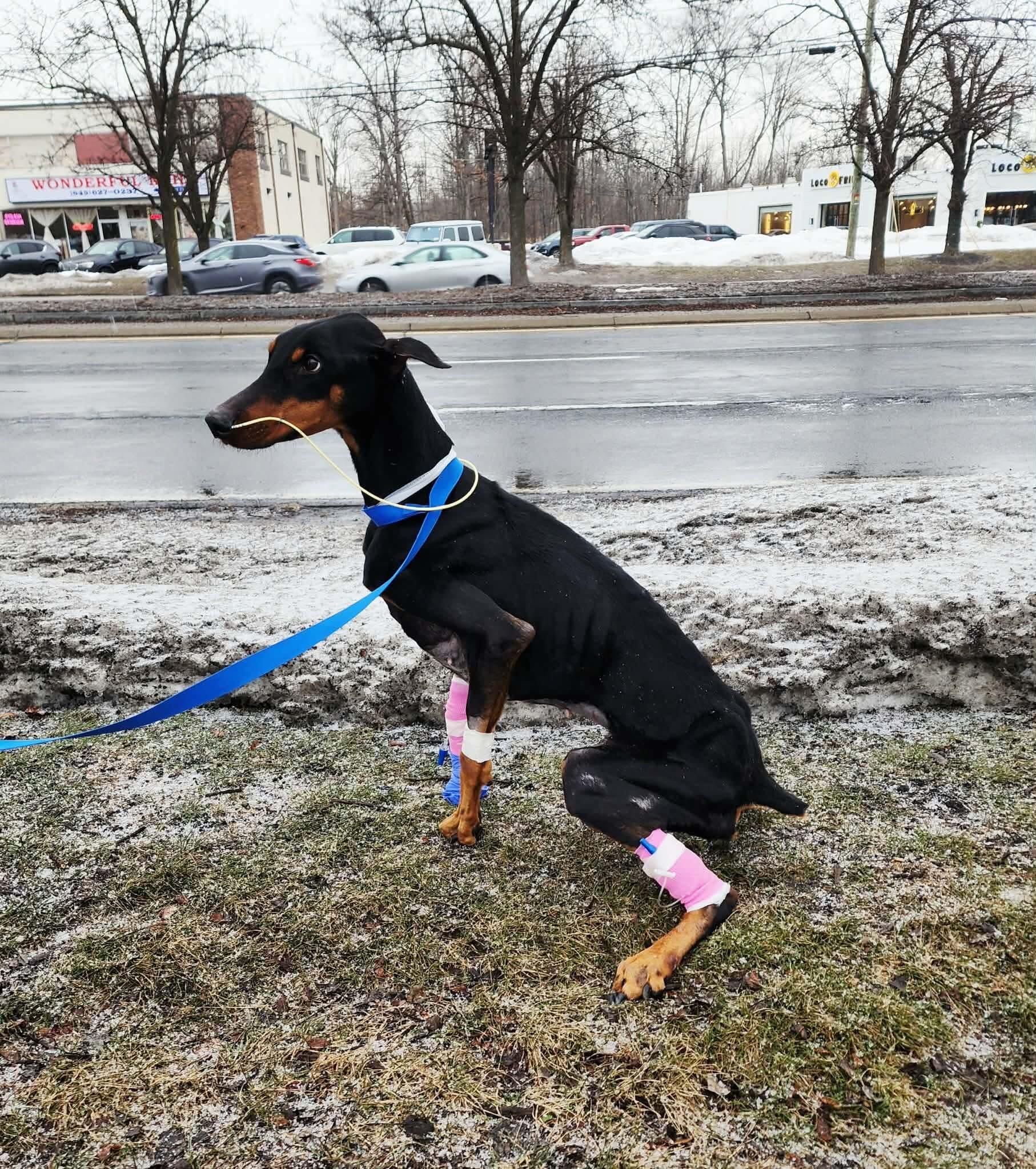 Campaign cover for Now Saving Athena….