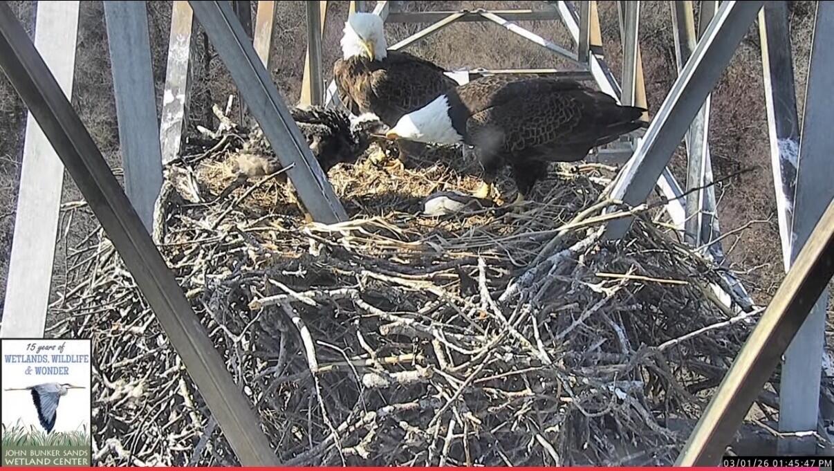 Campaign cover image for Eagles of the Wetland: 2026