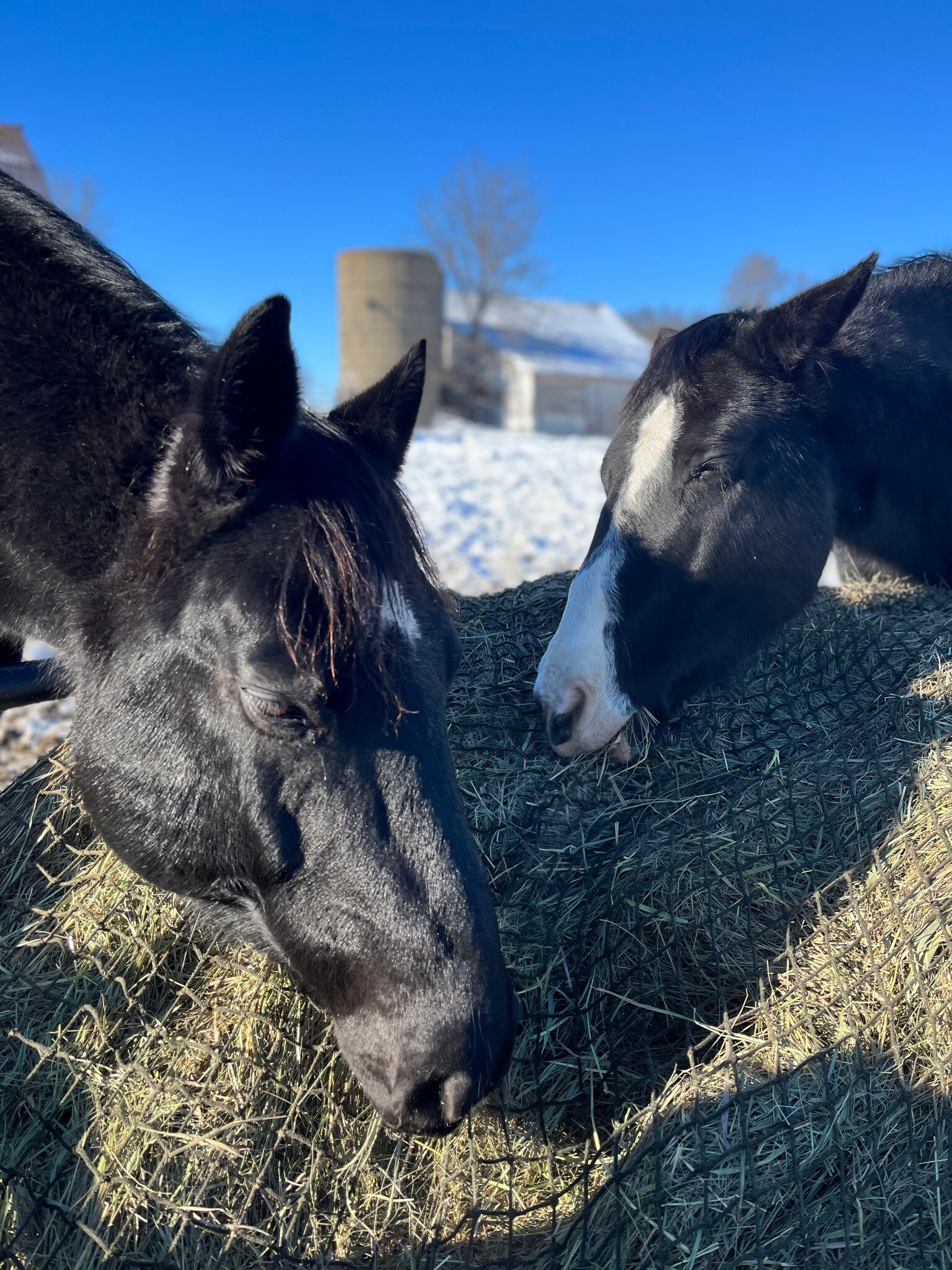 Campaign cover image for Feed the Herd Fundraiser