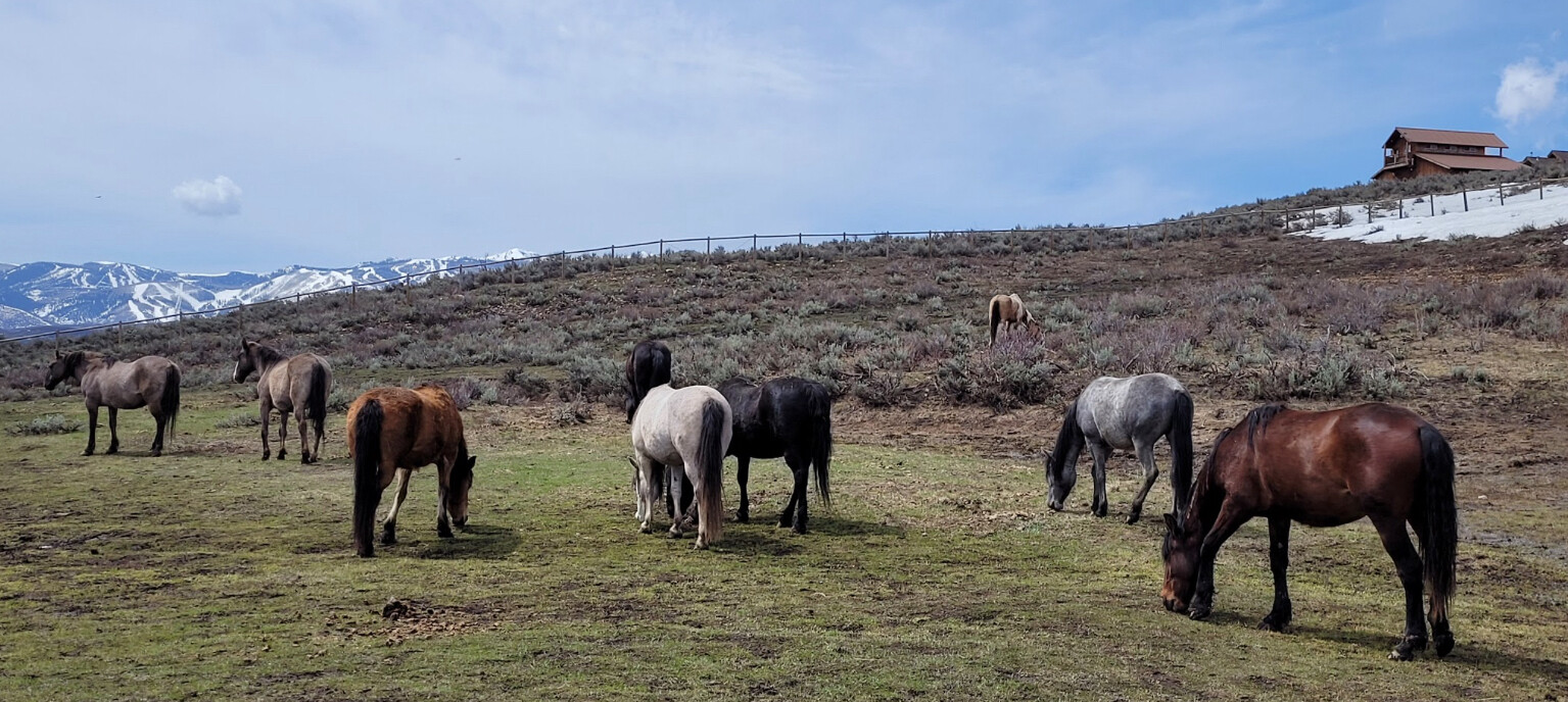 Campaign cover image for May 28th Gathering at Wild Heart Sanctuary
