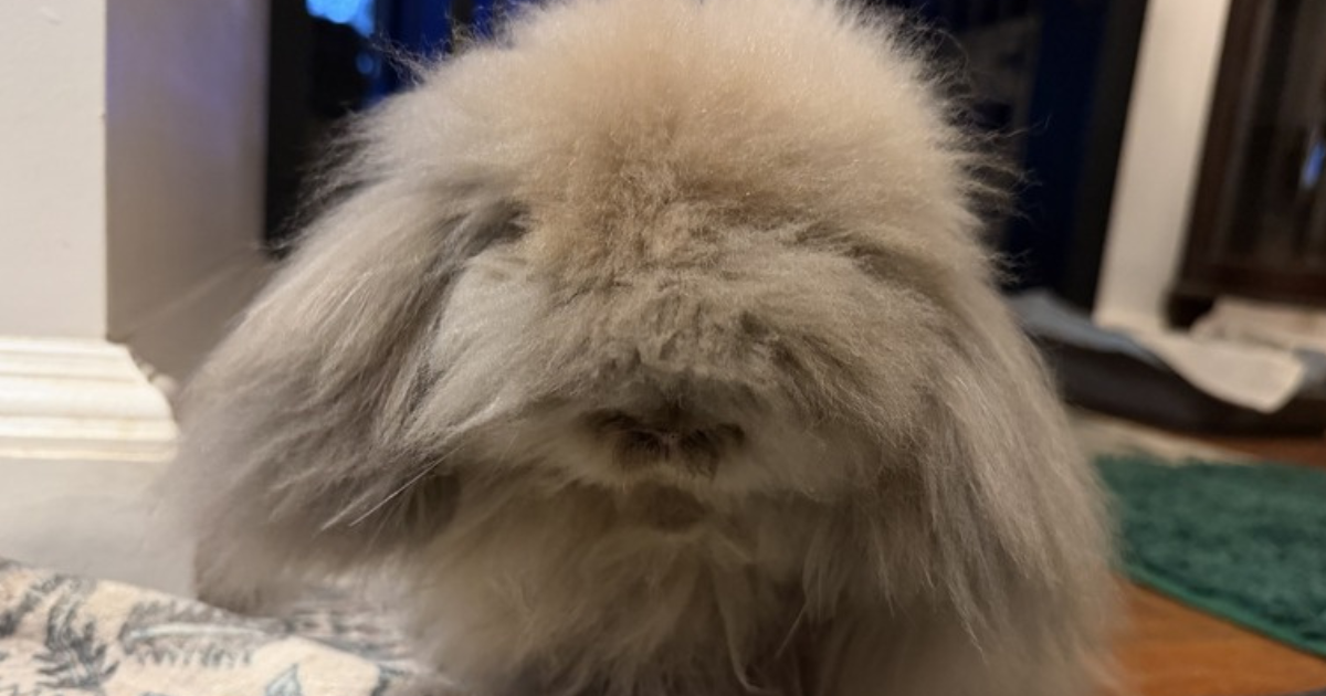 Campaign cover for Bunny Sponsor: Mr. Fluffles
