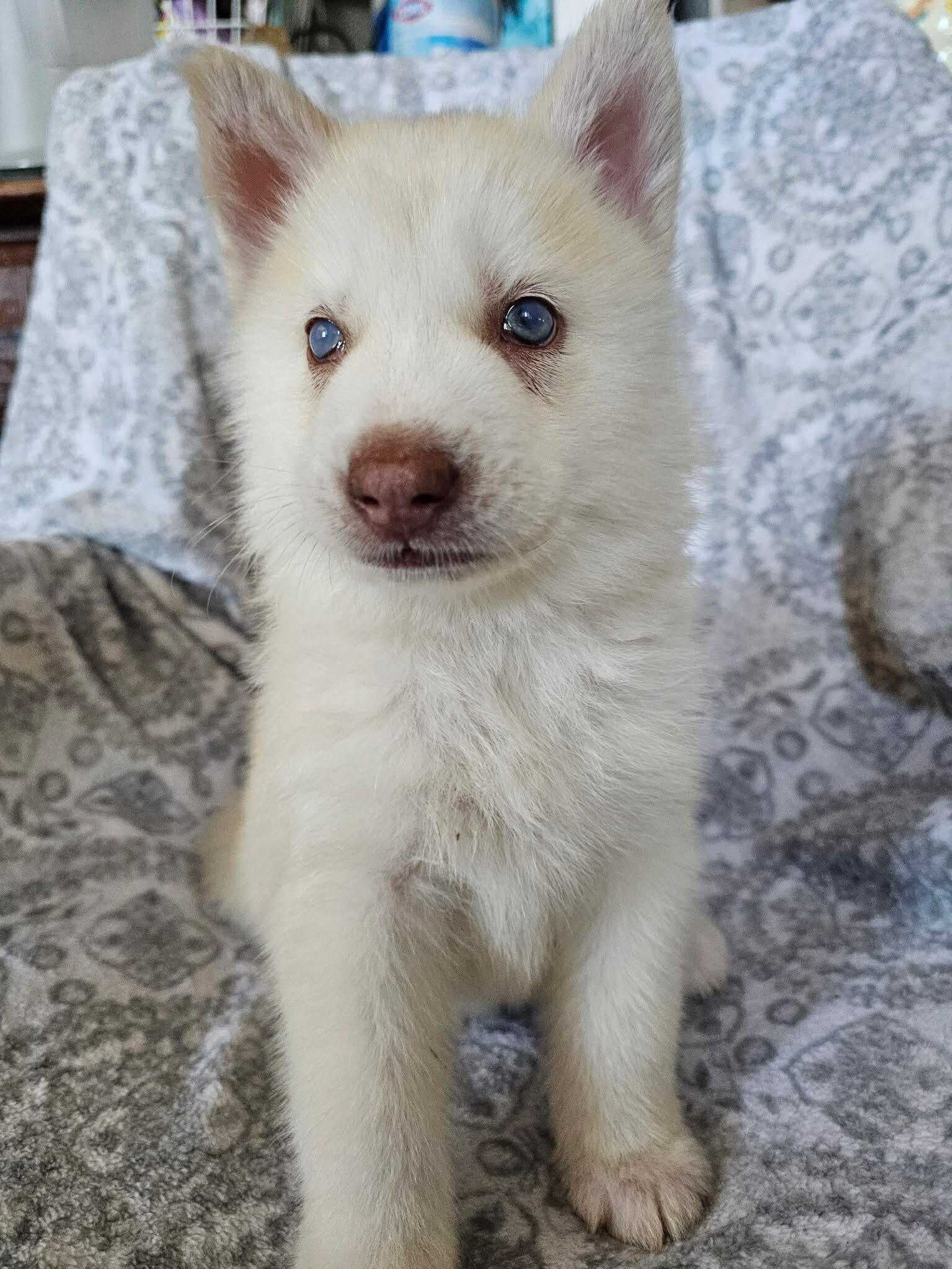 Campaign cover image for 🐻‍❄️ BABY MARSHMALLOW COTTON POLAR BEAR THE FIRST NEEDS YOU 🐻‍❄️