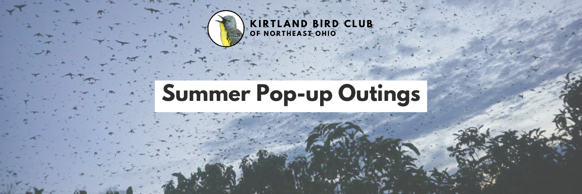 Campaign cover image for Summer Pop-up Outings: Chimney Swifts