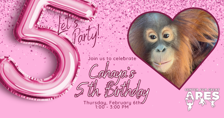 Campaign cover image for Cahaya's 5th Birthday Party