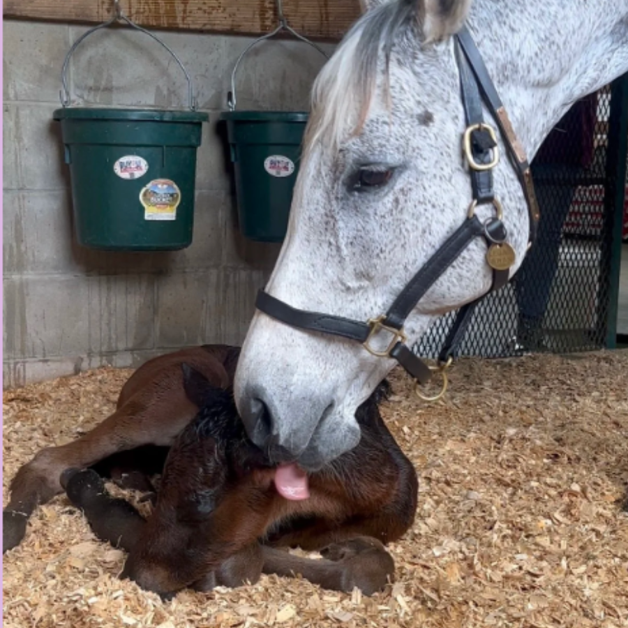 Campaign cover image for Sponsor Leda