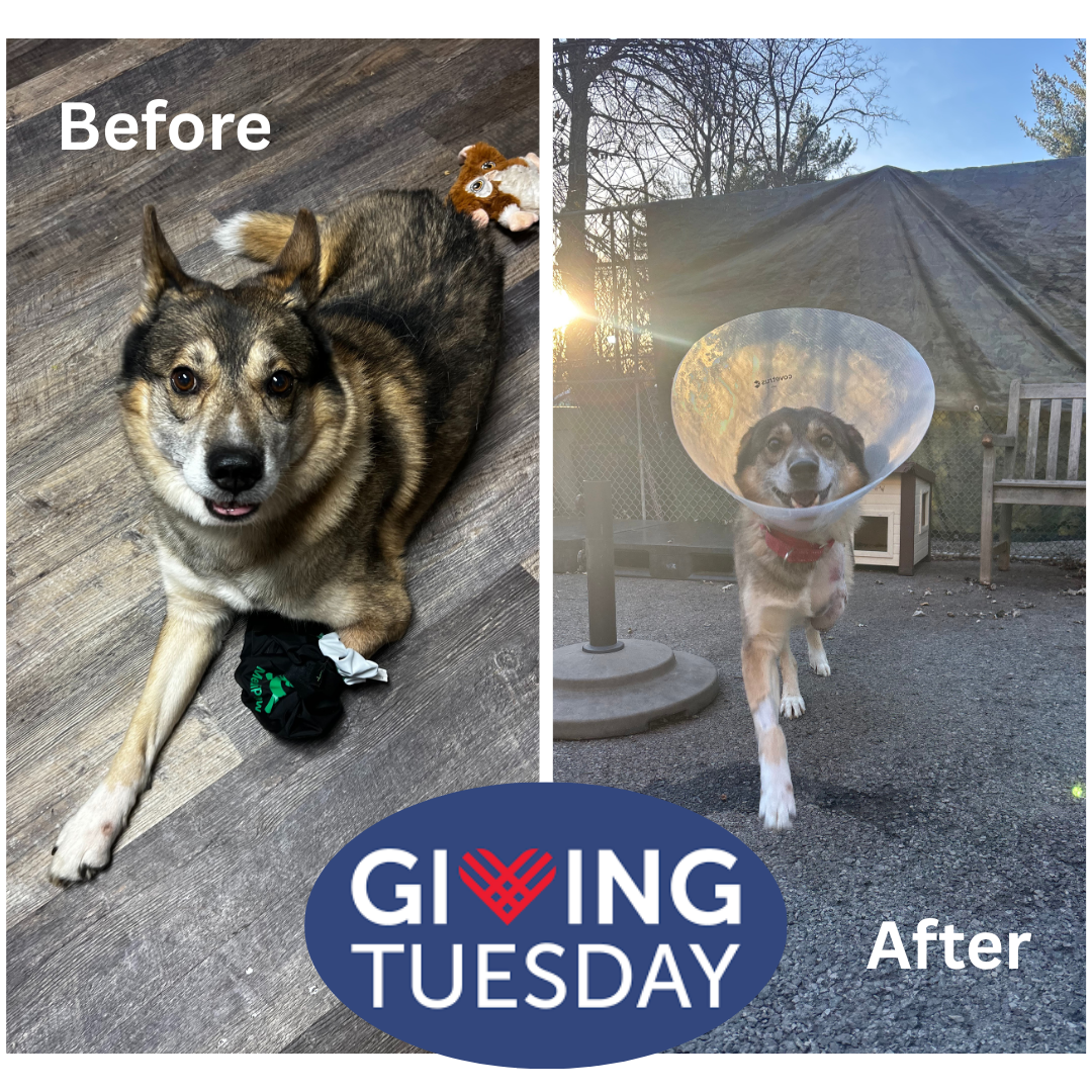 Campaign cover image for Giving Tuesday