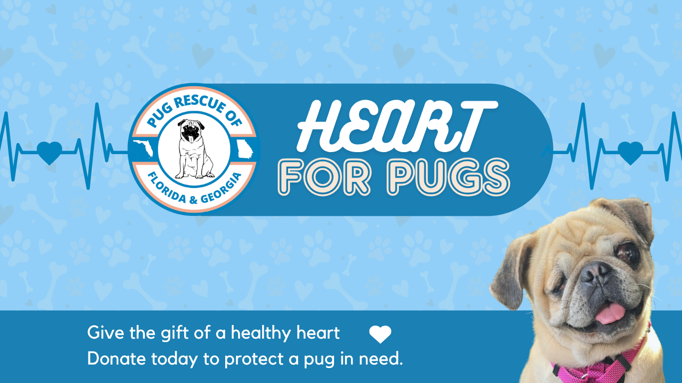 Campaign cover image for The HEART For Pugs Matching Campaign
