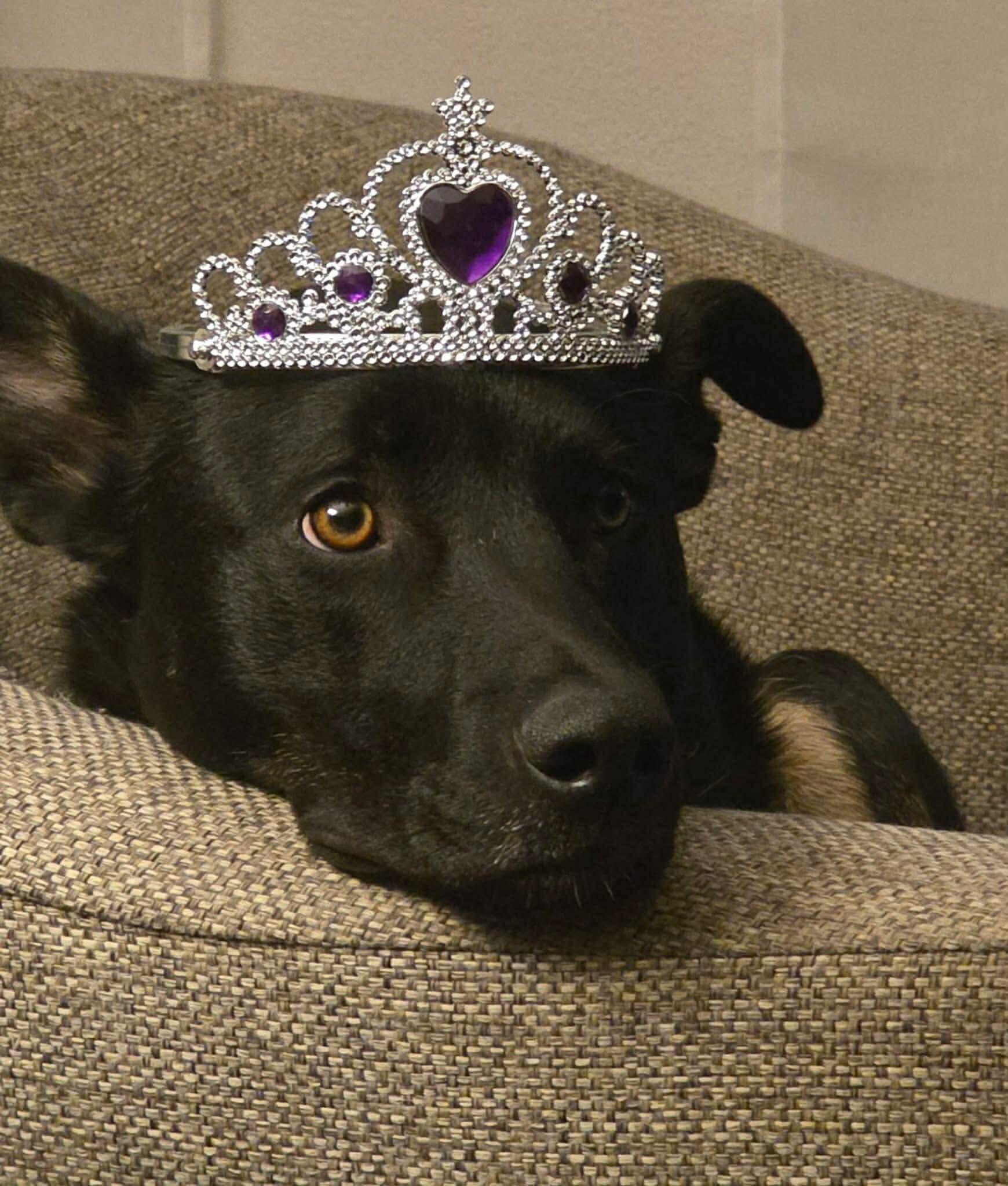 Campaign cover for Smudge’s Road to Recovery