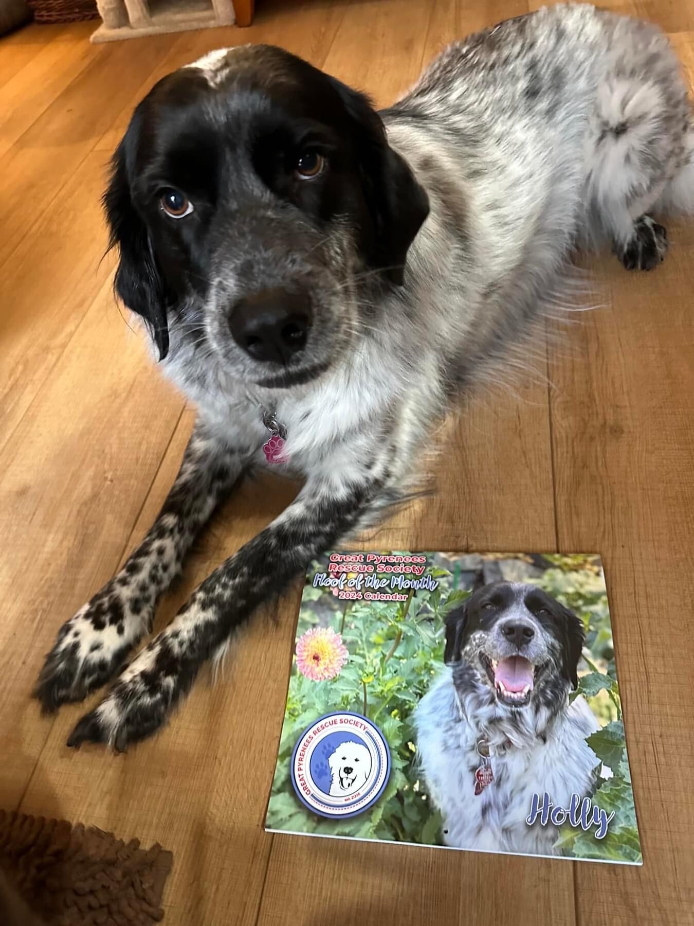 Campaign cover image for Giving Tuesday-The Holly Fund!