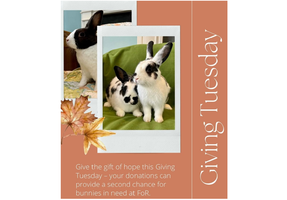 Campaign cover image for Giving Tuesday Campaign