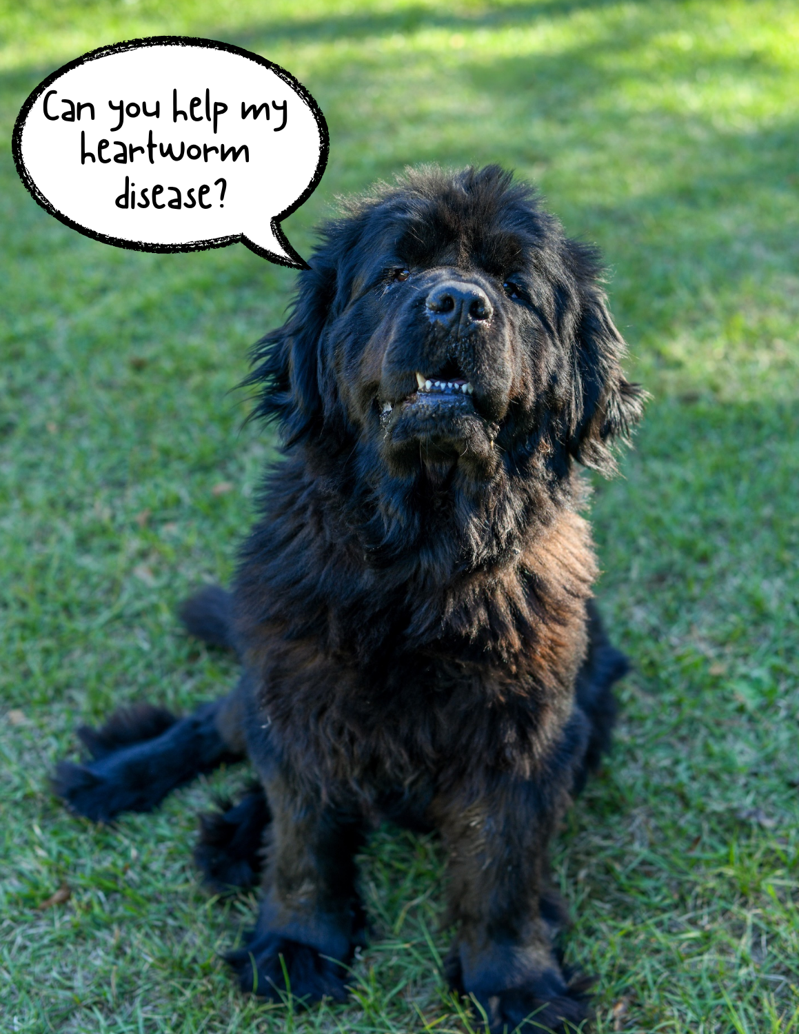 Campaign cover image for Heartworm Fund