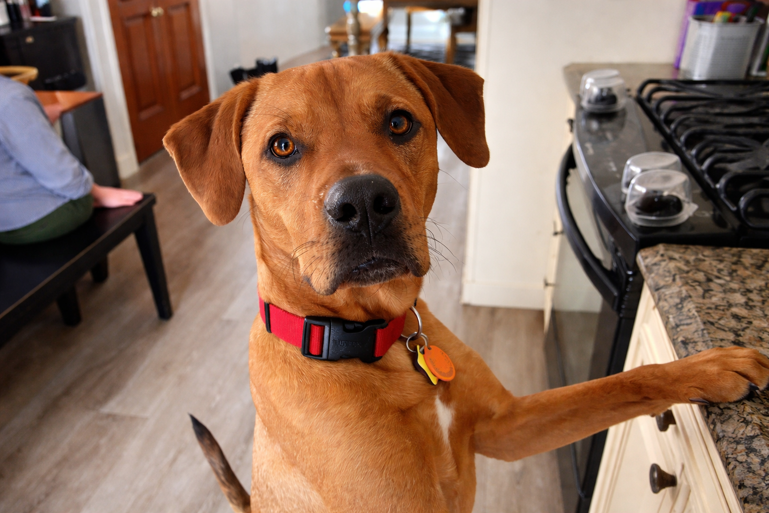 Campaign cover image for Sponsor Scooby