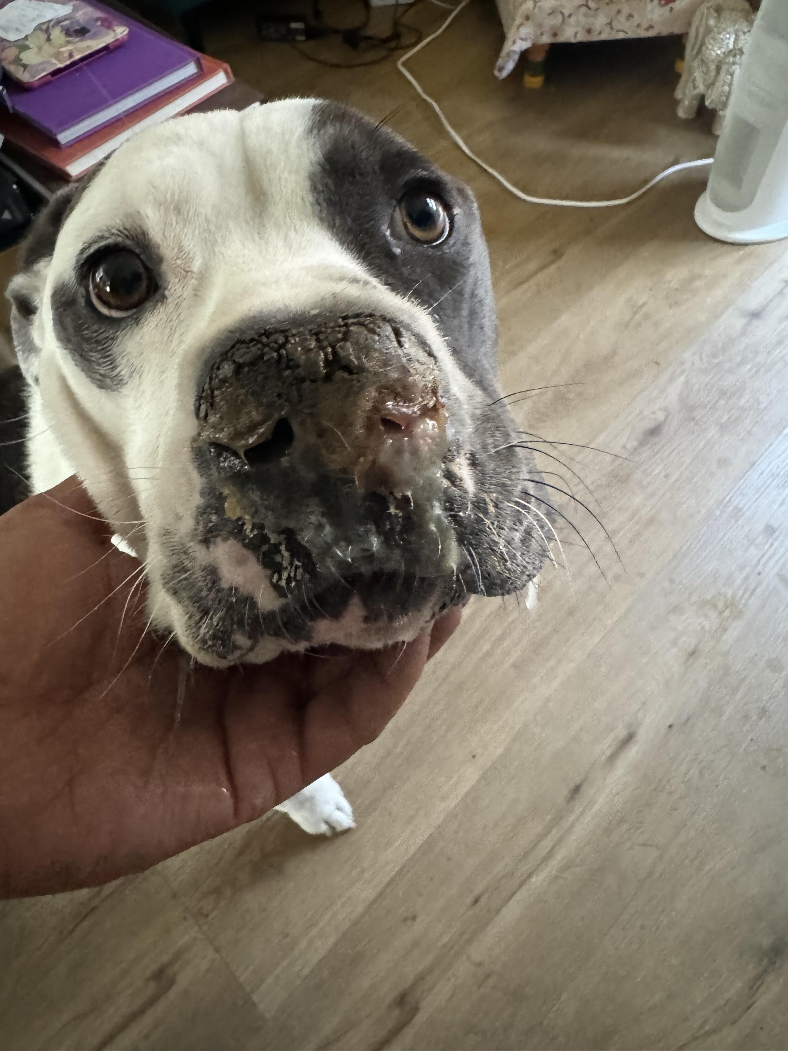 Campaign cover image for Help Simba Breathe Easy Again!