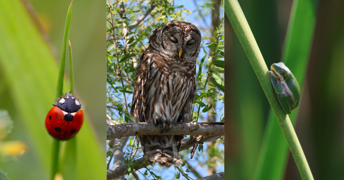 Campaign cover image for Wildlife Warriors with the Family