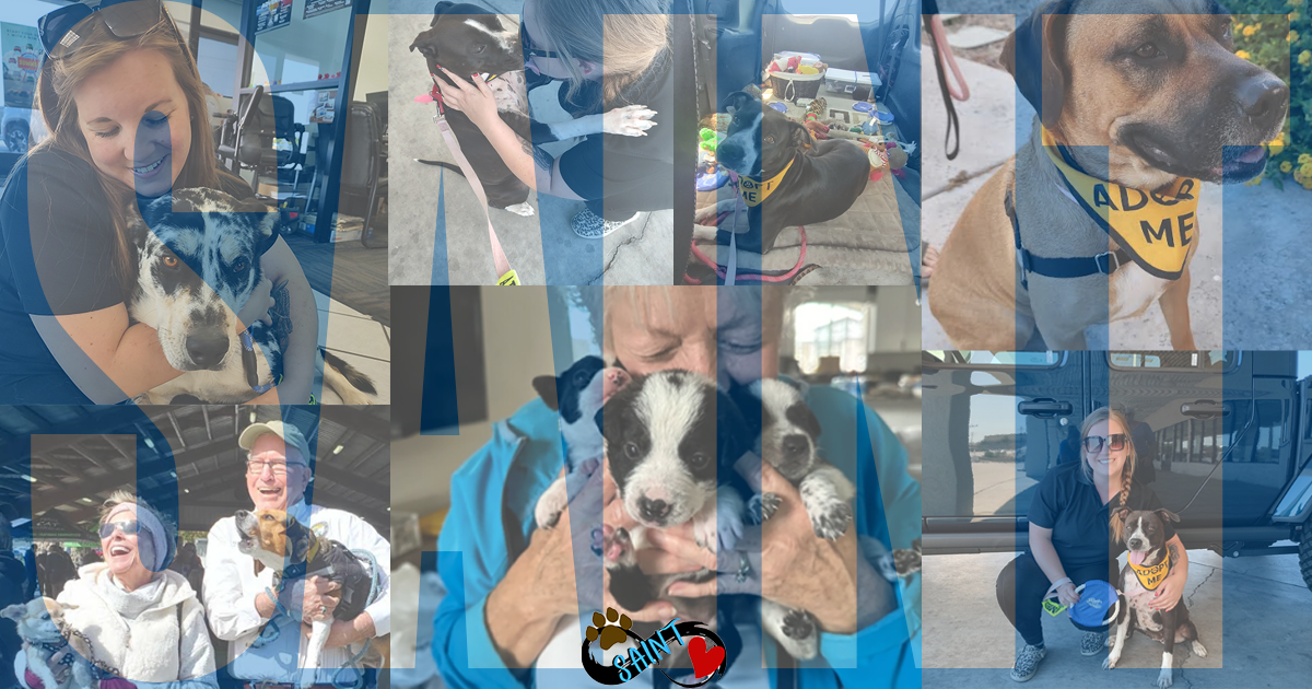 Campaign cover image for Every Pet Counts. You Decide How