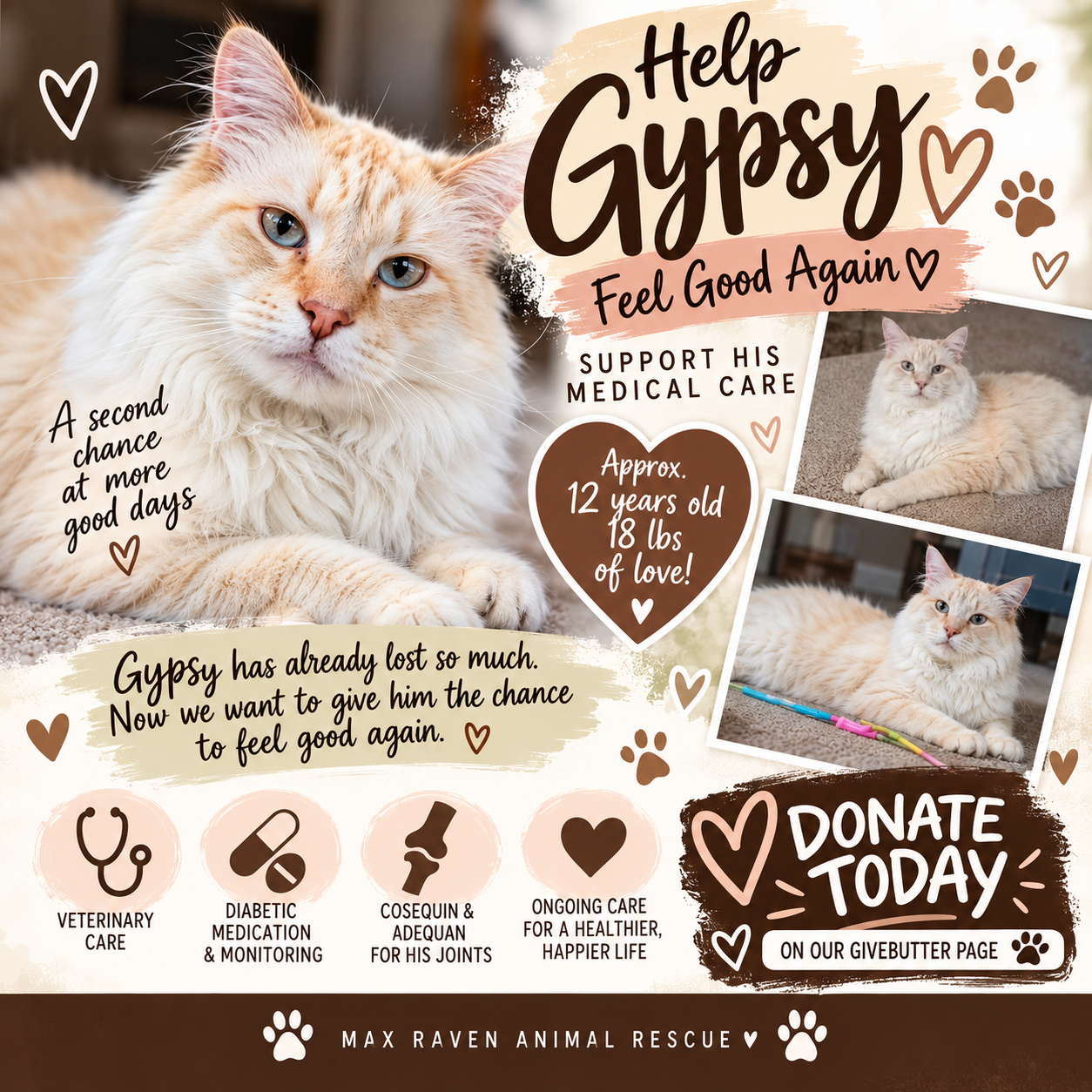 Campaign cover image for 🤎 Help Gypsy Feel Good Again 🤎