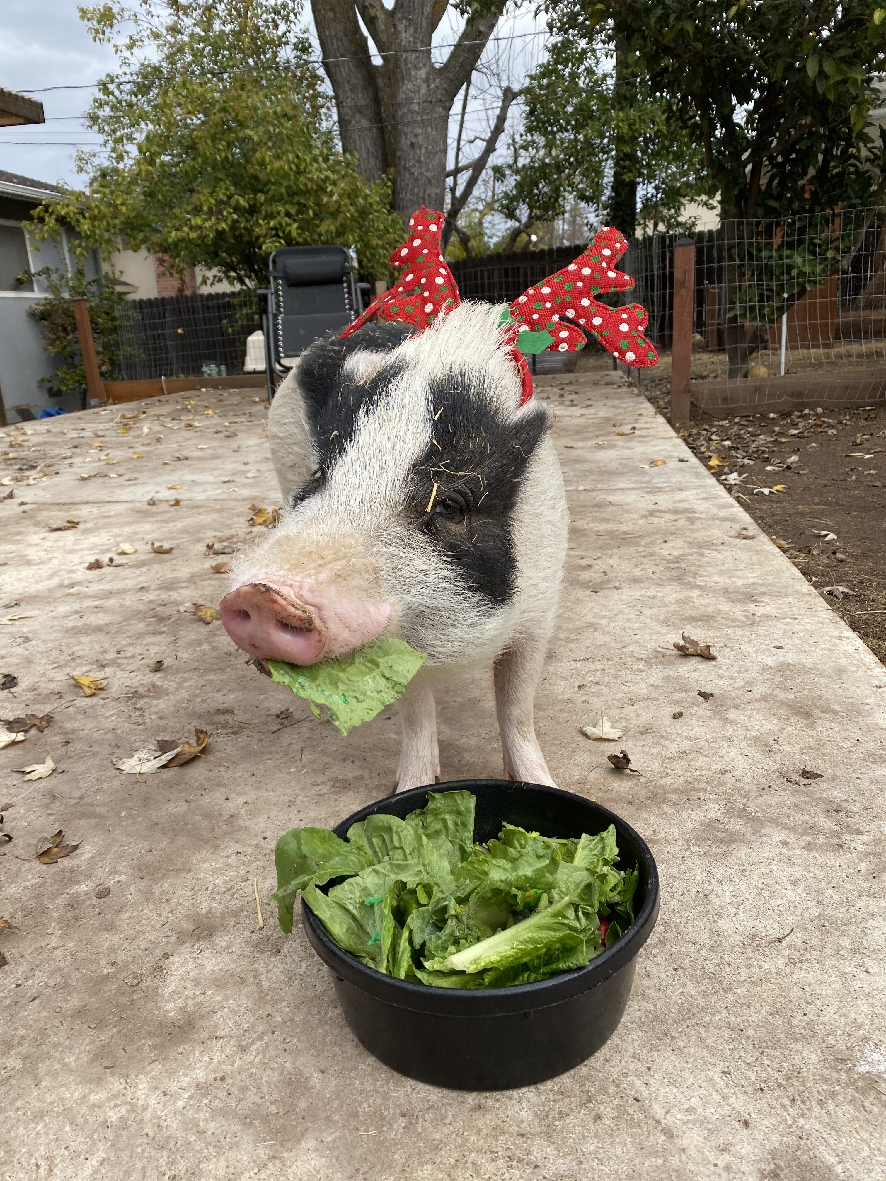 Campaign cover image for Rory Pond Rescue 2024 Holiday Art Auction