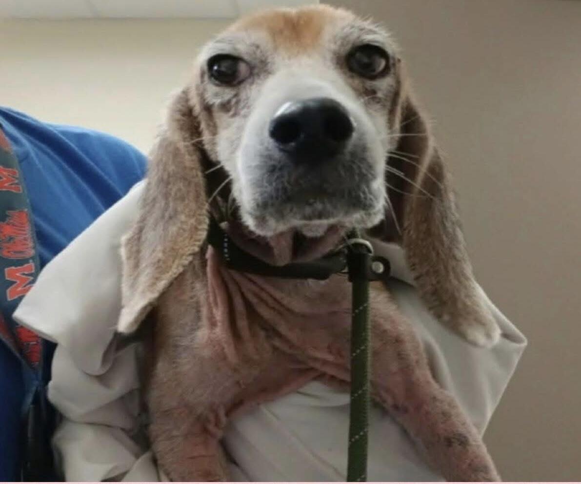 Campaign cover image for Rescue Coop Pop Up Anniversary Auction!