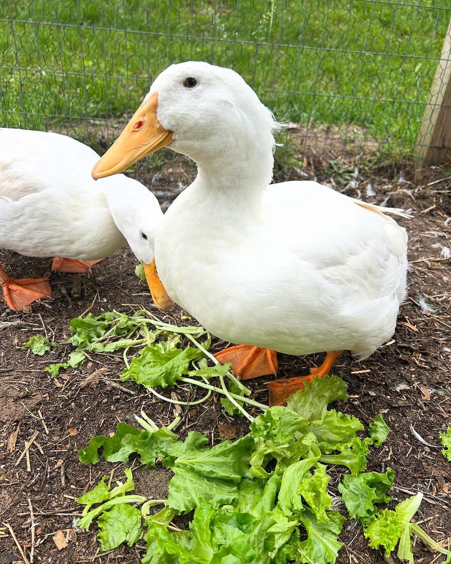 Campaign cover image for CLOSED | Visit The Farm!