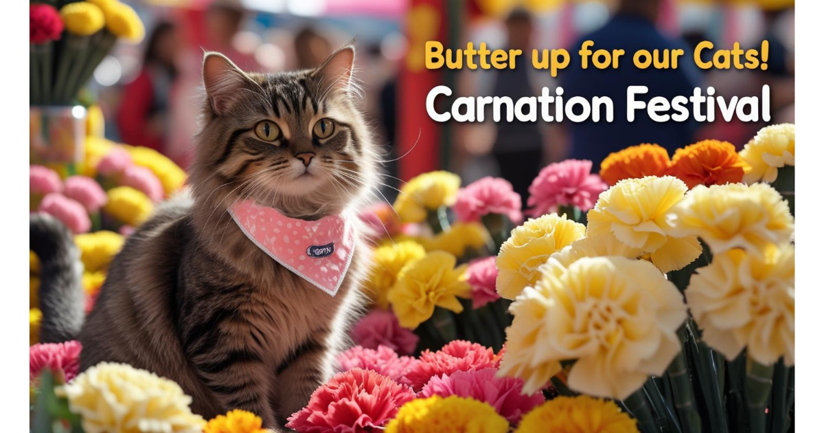 Campaign cover image for Carnation Festival
