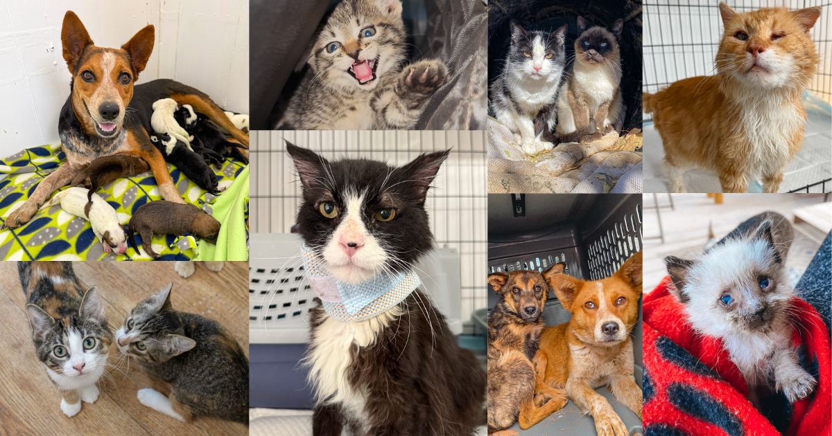 Campaign cover image for Ramblin Paws Rescue