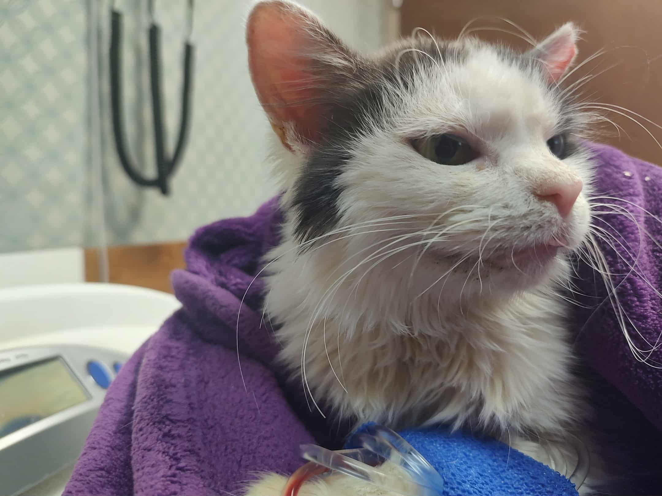 Campaign cover image for RIP Sweet Opal ❤️