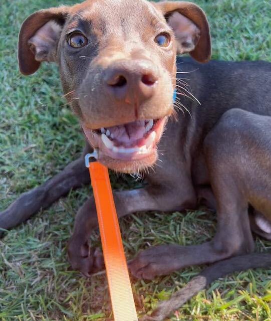 Campaign cover image for Rescue Coop 2025 Holiday Auction!