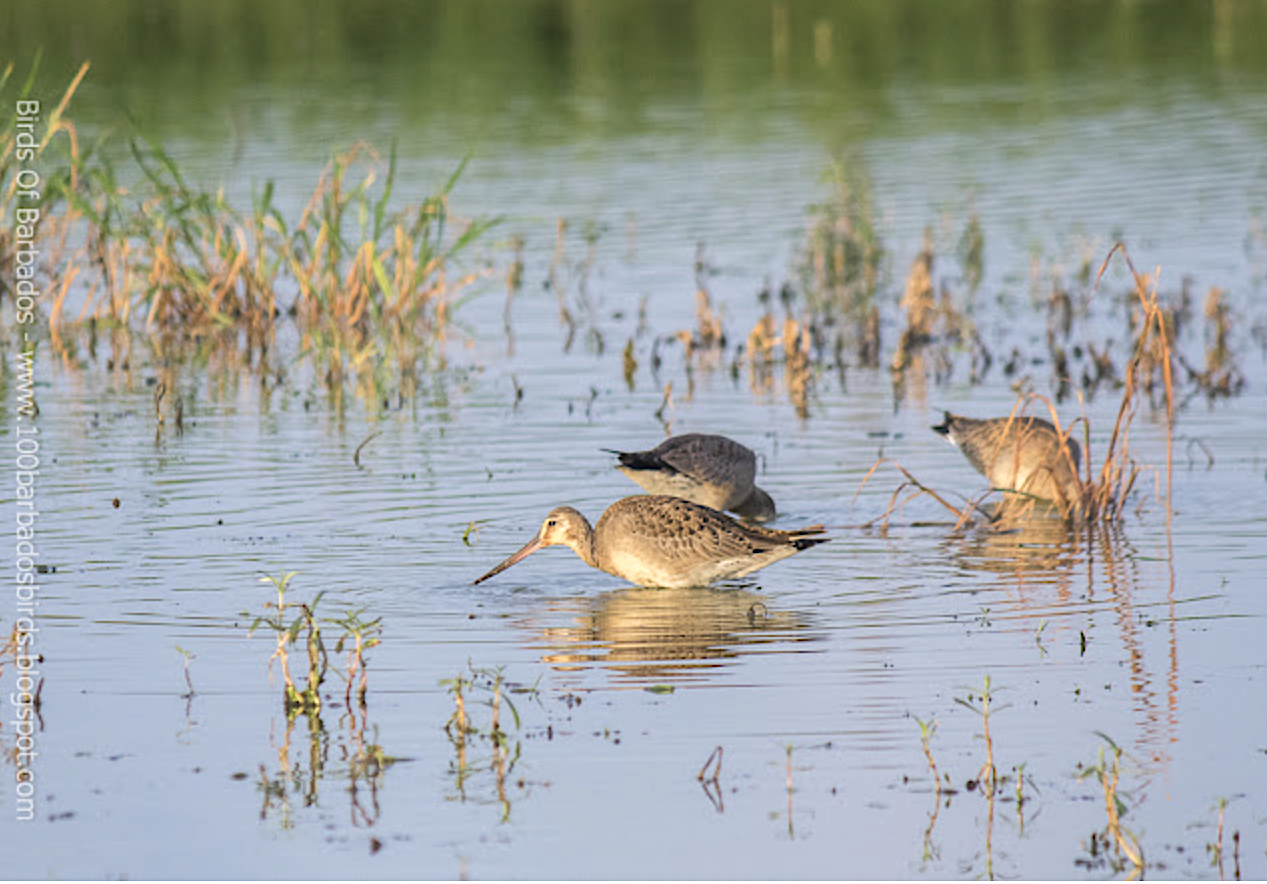 Campaign cover for Help Keep Woodbourne a Safe Haven for Shorebirds
