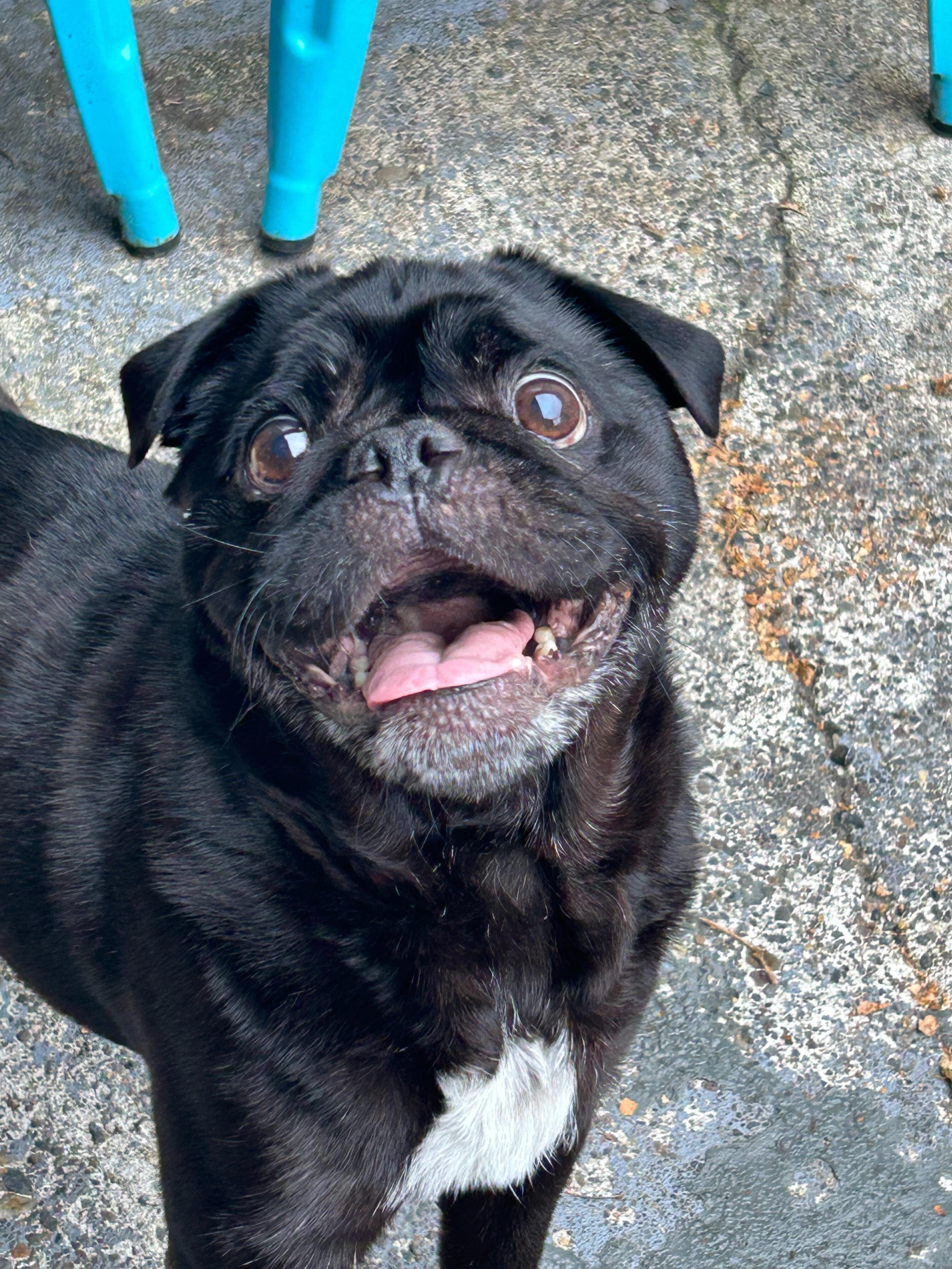 Campaign cover image for Sponsor a Furever Foster