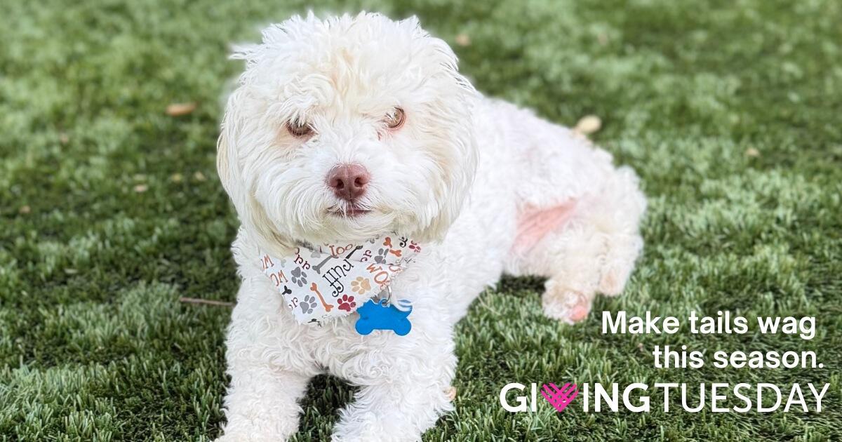 Campaign cover image for Giving Tuesday: Save Doodles in Need!