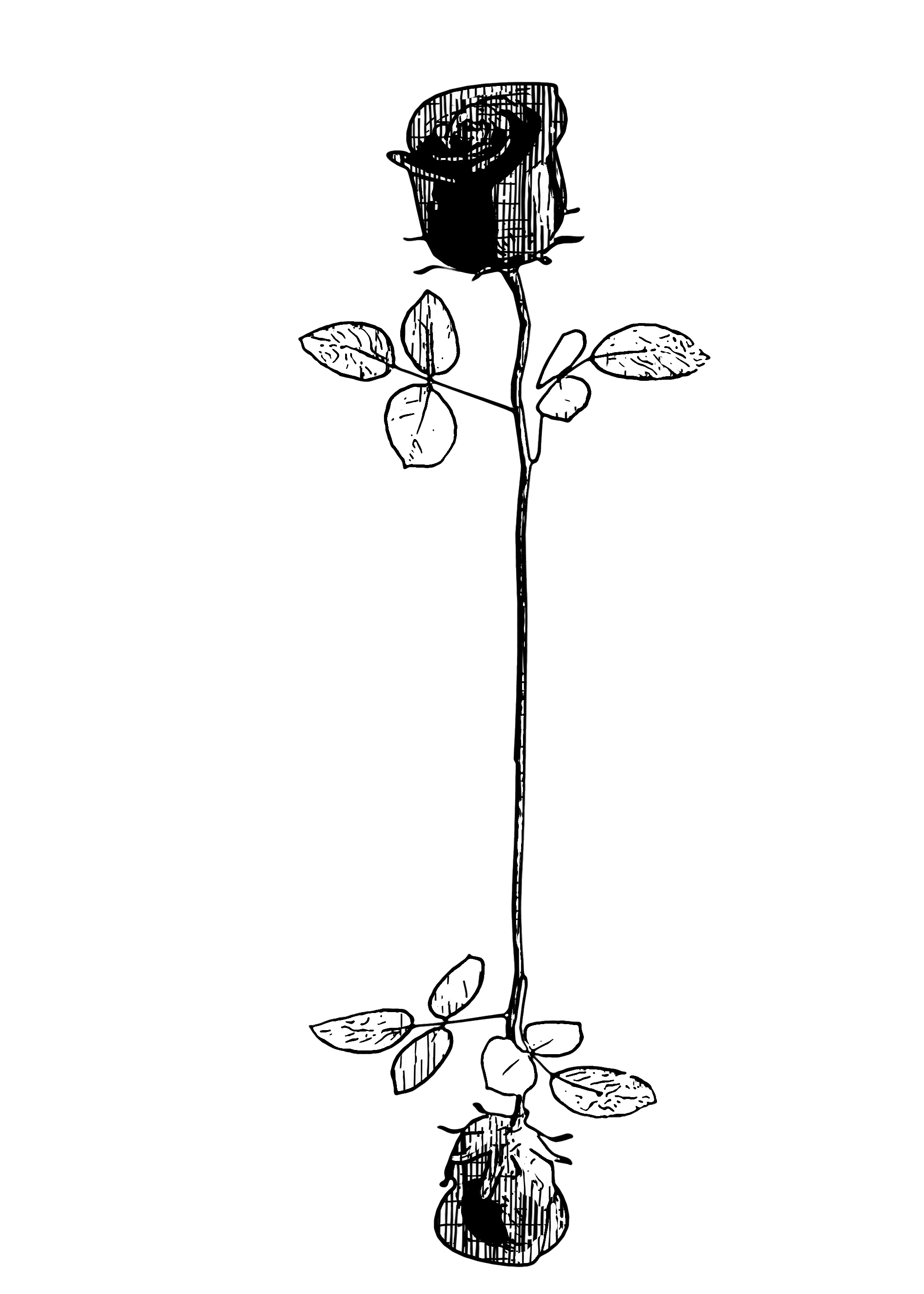 Campaign cover image for 2026 !! Coreopsis Journal & Roses & Wildflowers Magazine