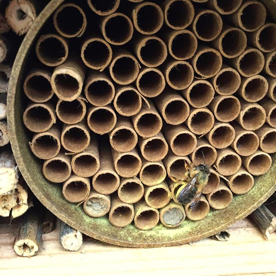 Campaign cover image for Bee House Workshop