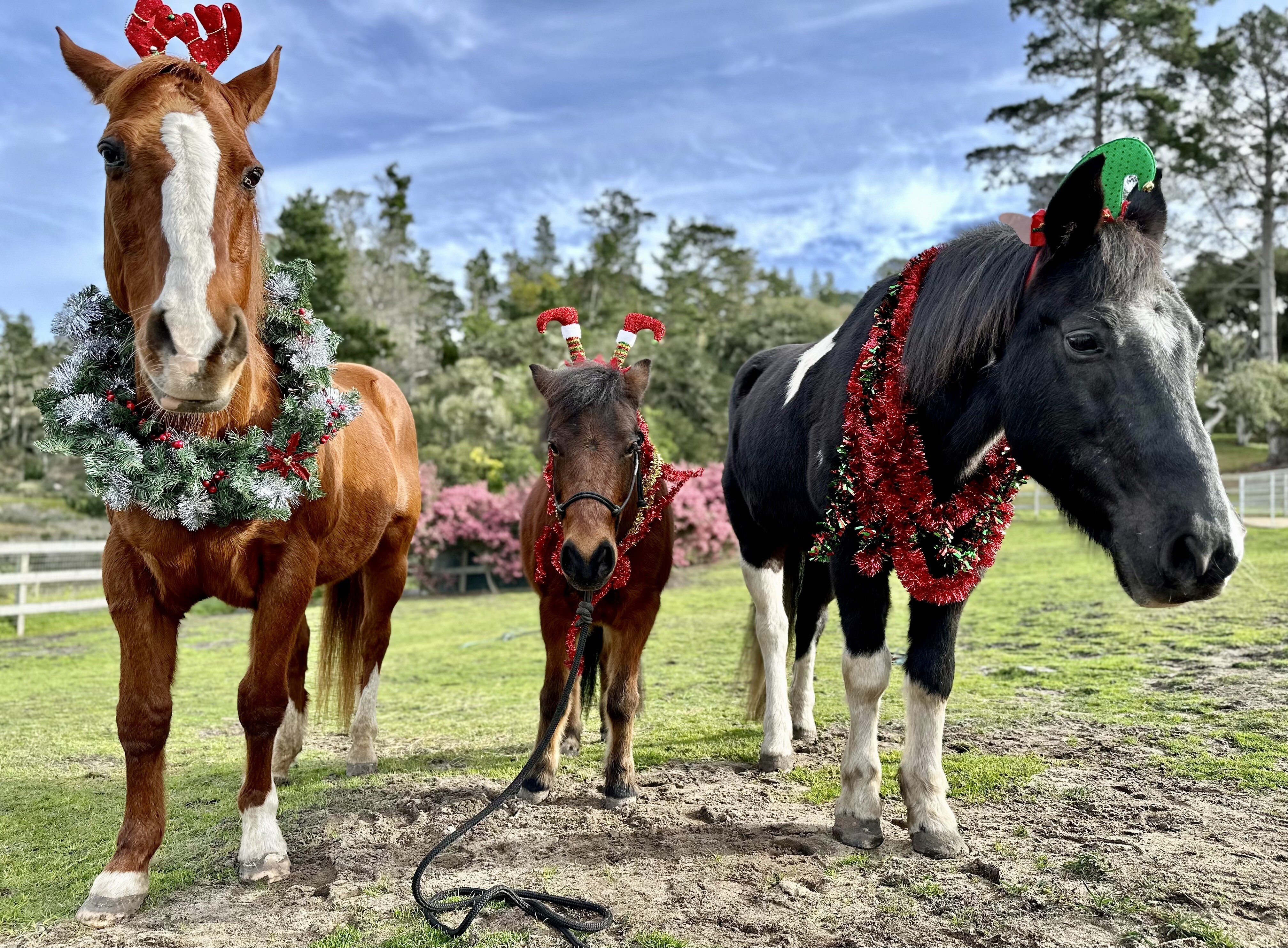 Campaign cover image for Holidays for Horses
