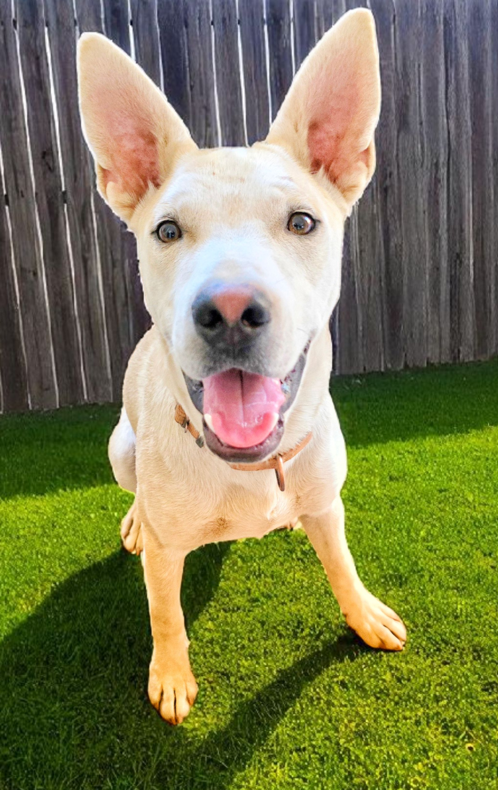 Campaign cover image for Bow Wow Bingo 2026! Help us help them!