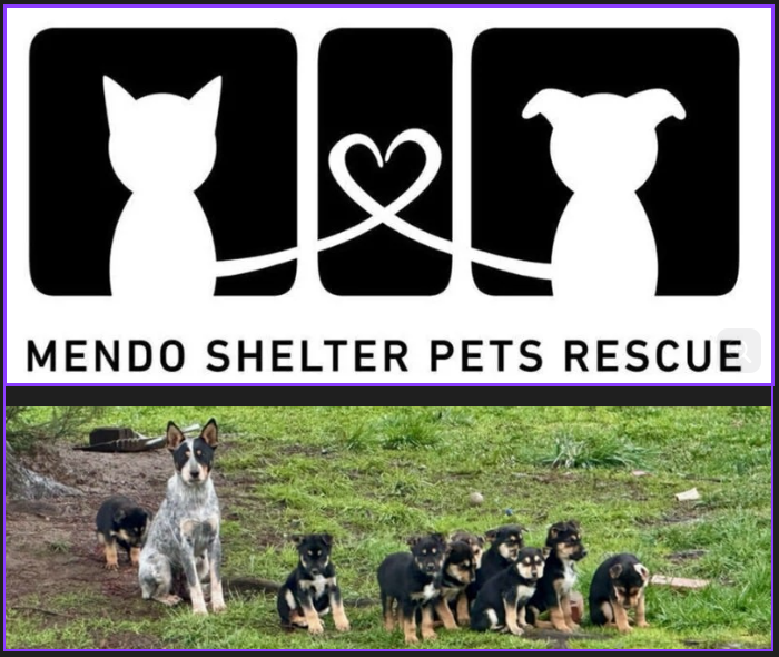 Campaign cover image for General Fundraising for Mendo Shelter Pets Rescue