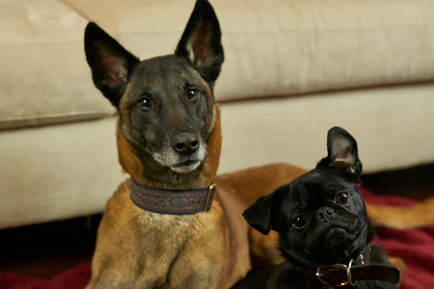 Campaign cover image for Sibling Rivalry: Managing a Multi-Dog Household