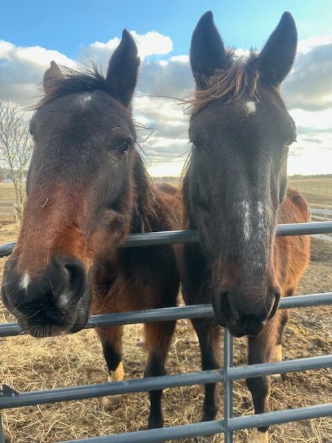 Campaign cover image for Hoofbeats of Hope: Giving Standardbreds a Second Chance