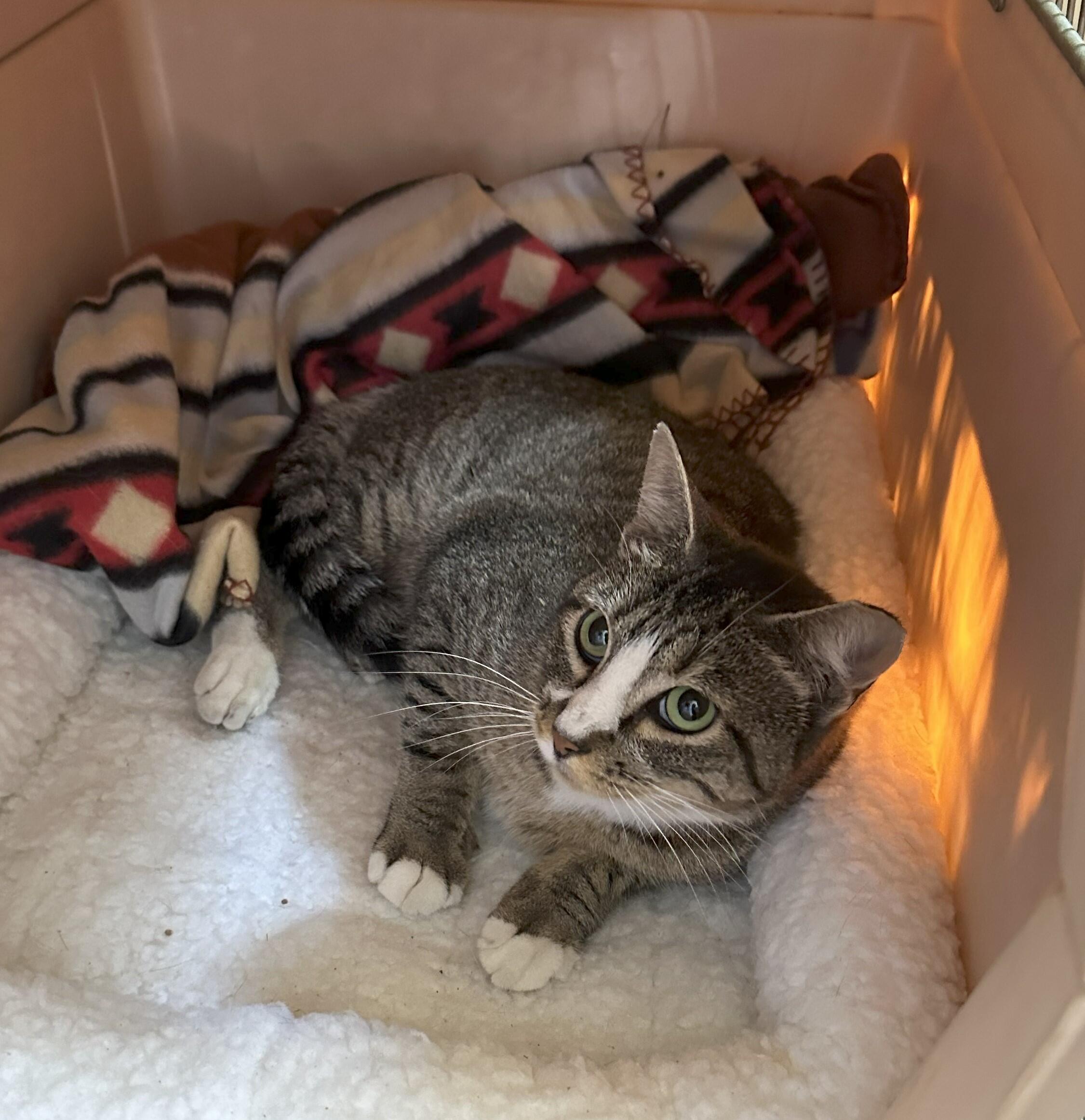 Campaign cover image for PORRANG was hit by a car