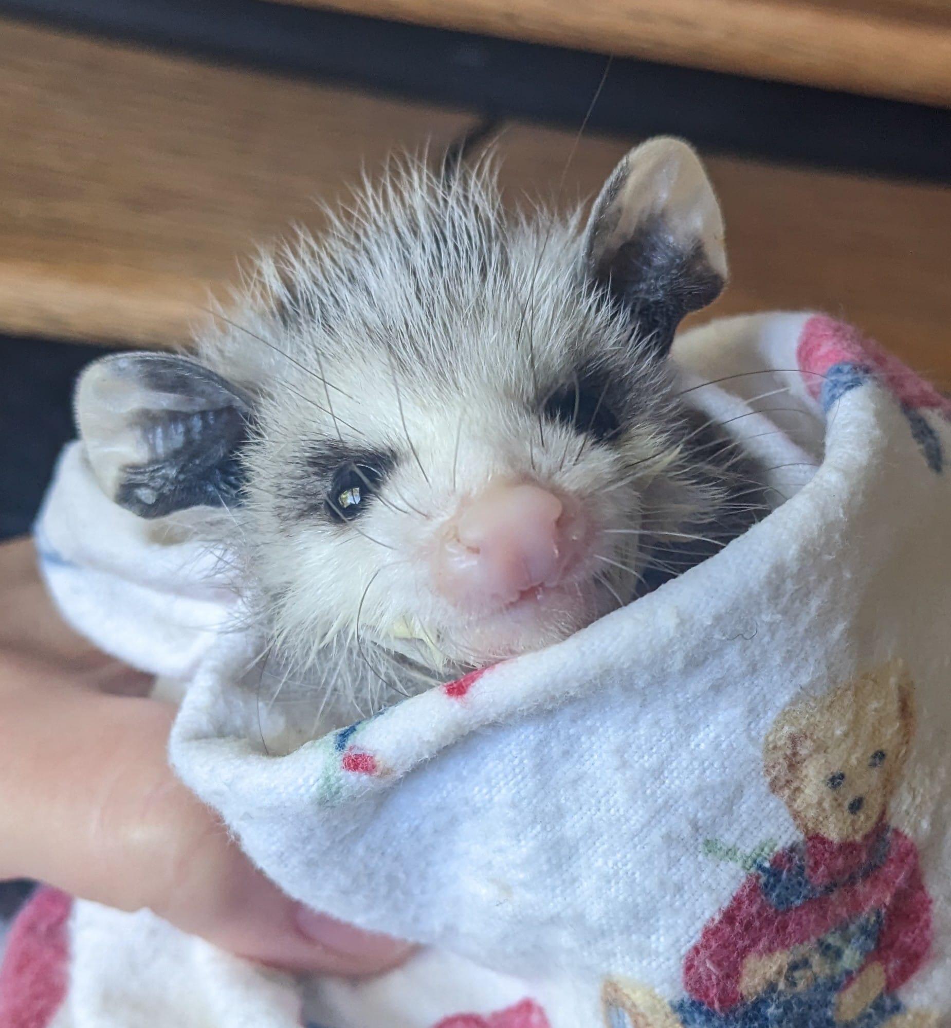 Campaign cover image for Messinger Woods Membership