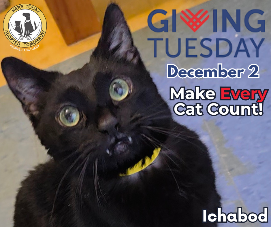 Campaign cover image for Make Every Cat Count