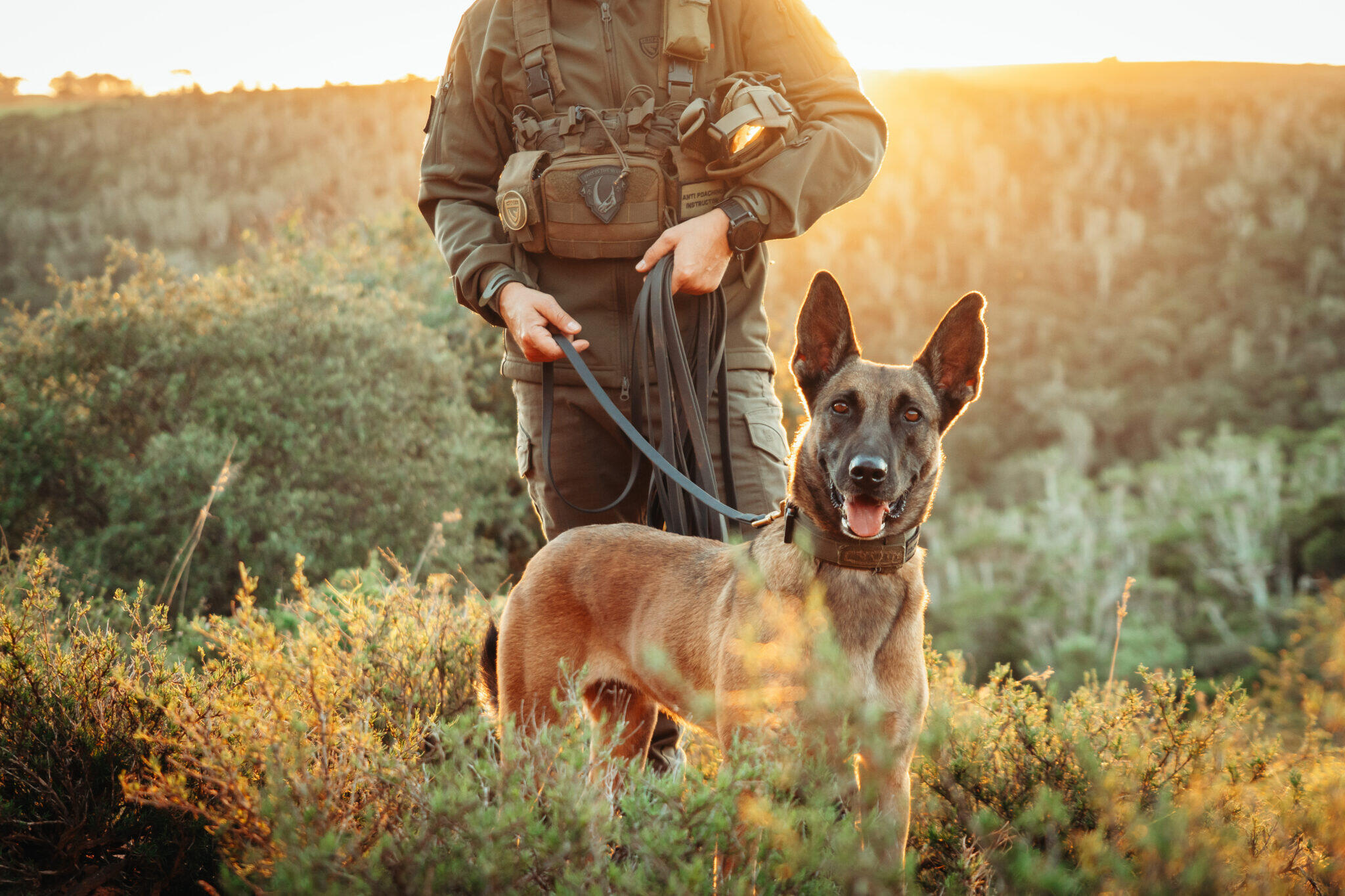 Campaign cover image for K9 Tracking, Scent Detection & Field Operations Course | Netherlands