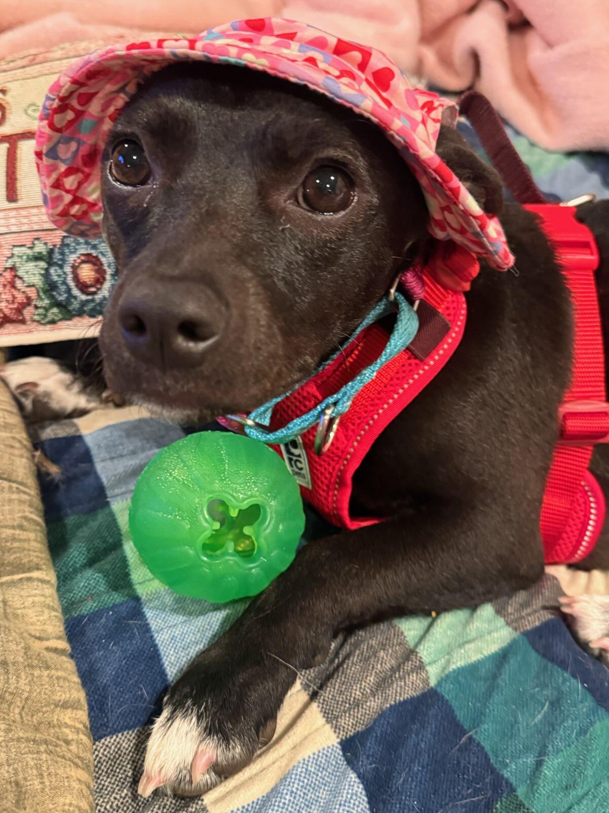 Campaign cover image for Hugs for Harry | Rescues, Care, & Re-homing