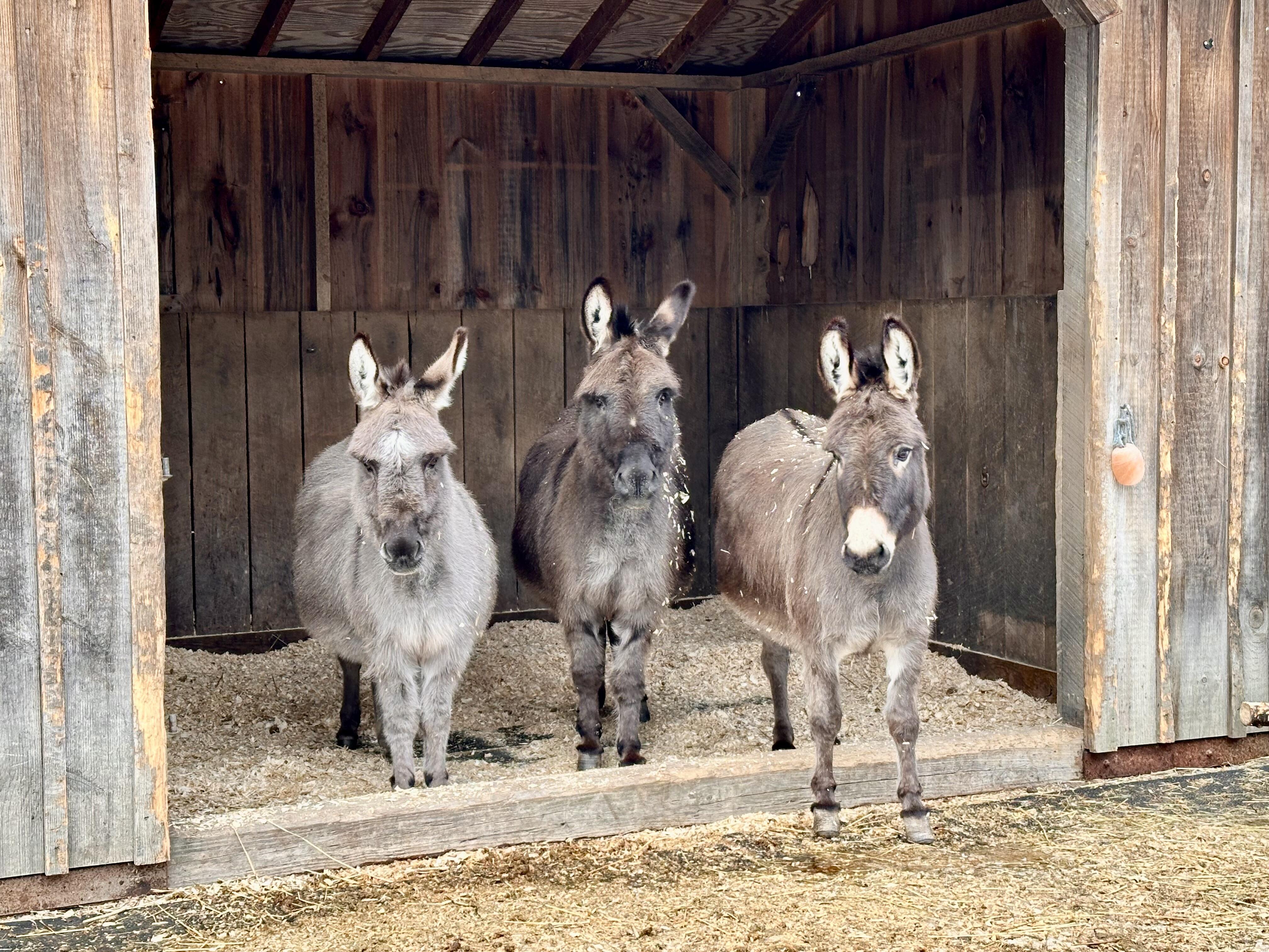 Campaign cover image for SYA's 2026 Cabin Fever Online Auction