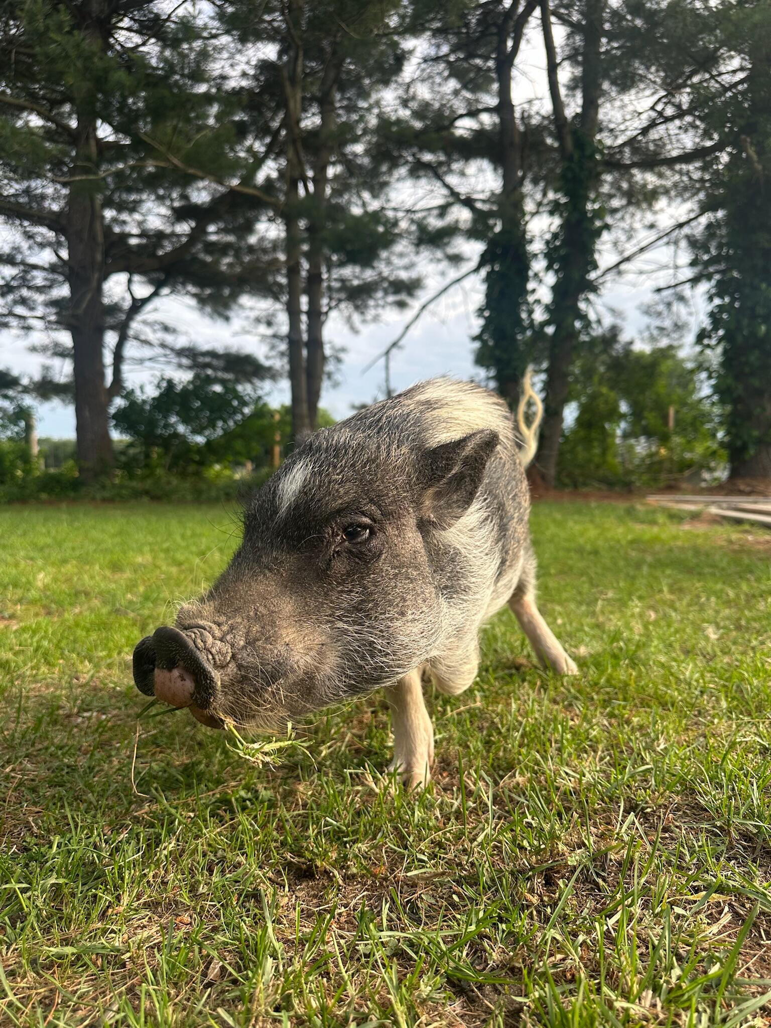 Campaign cover for Snout Sponsor: Jack