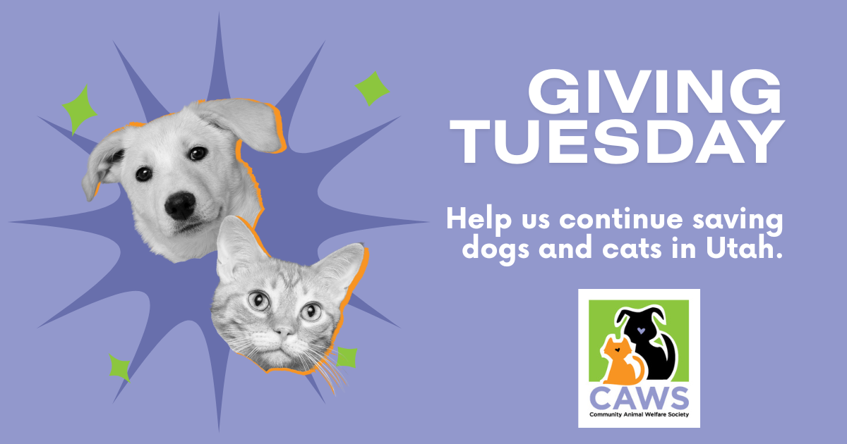Campaign cover image for CAWS - Giving Tuesday 2025